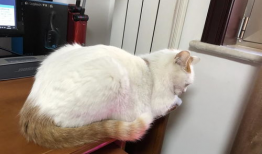 猫咪成人短视频,猫咪短视频里的欢乐时光